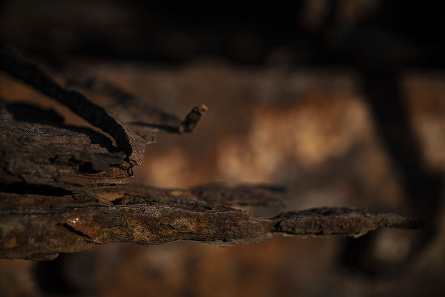 Rost