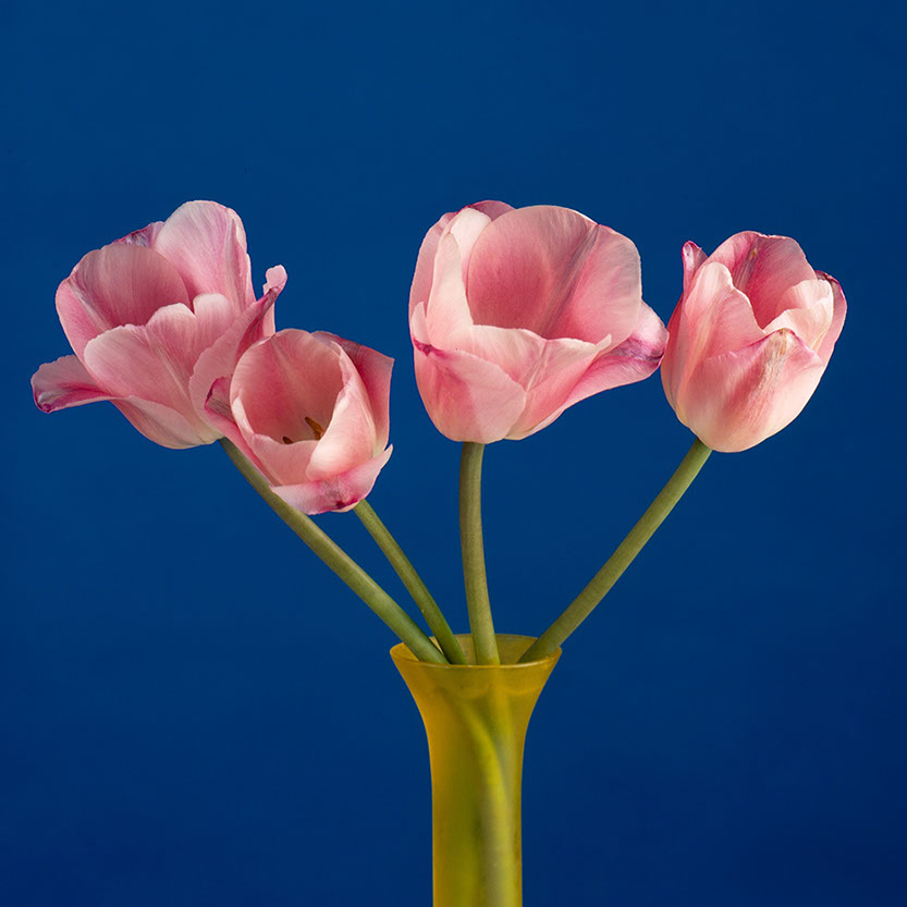Vier Tulpen